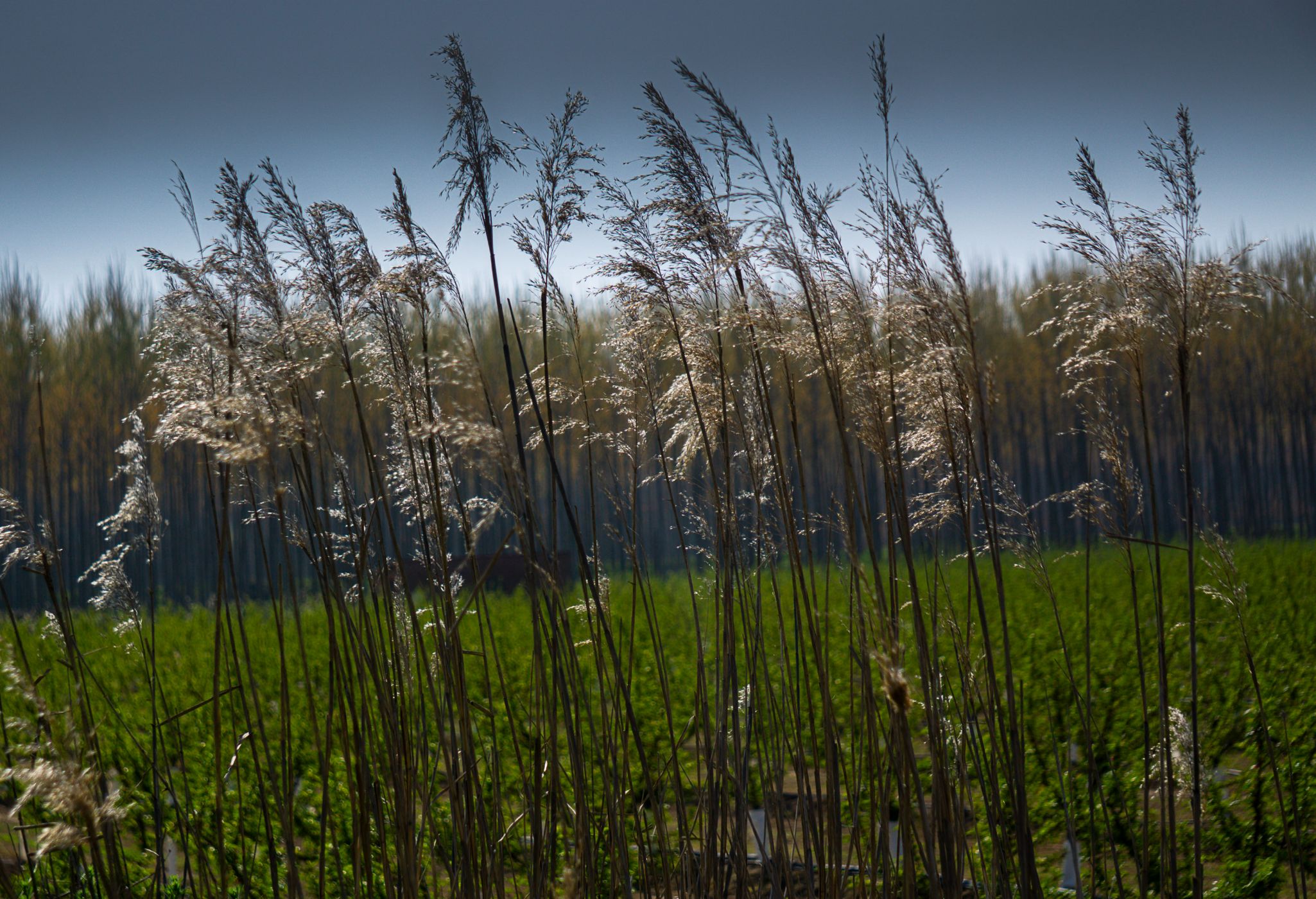 Aitona 27