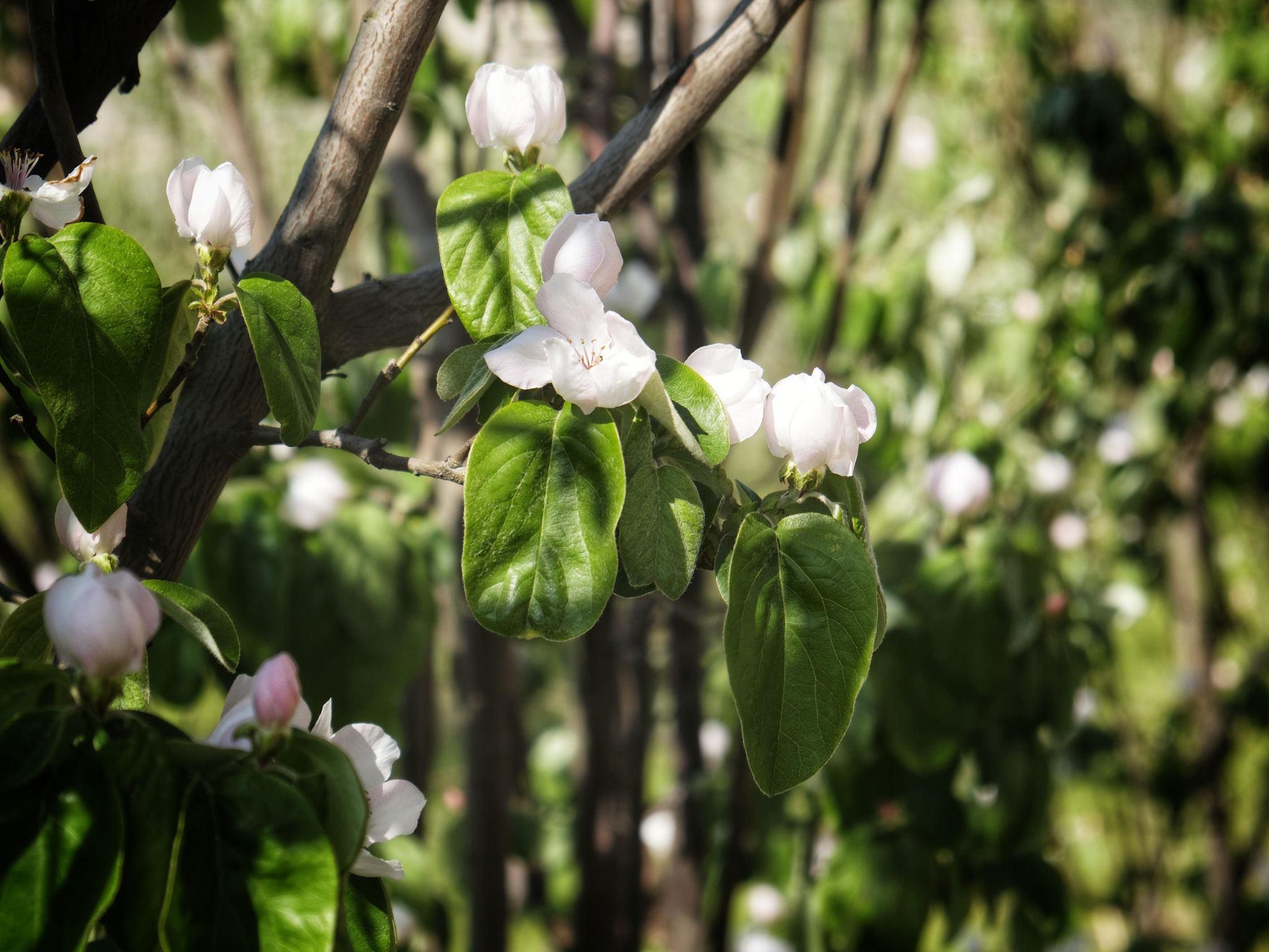  DSF0015
